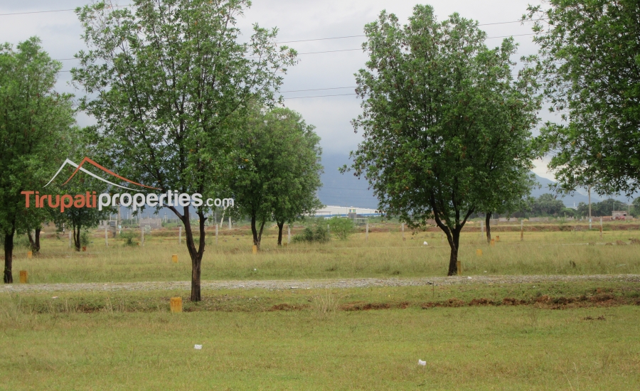 DTCP Approved Plots for Sale at Pangur to Sri Kalahasthi 100’ft Road